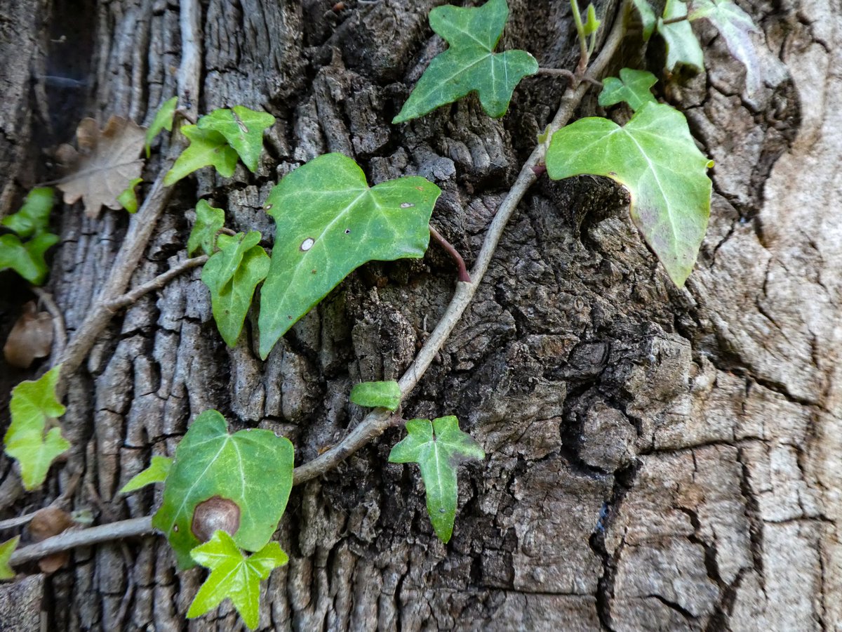 Rooted in Nature tweet media