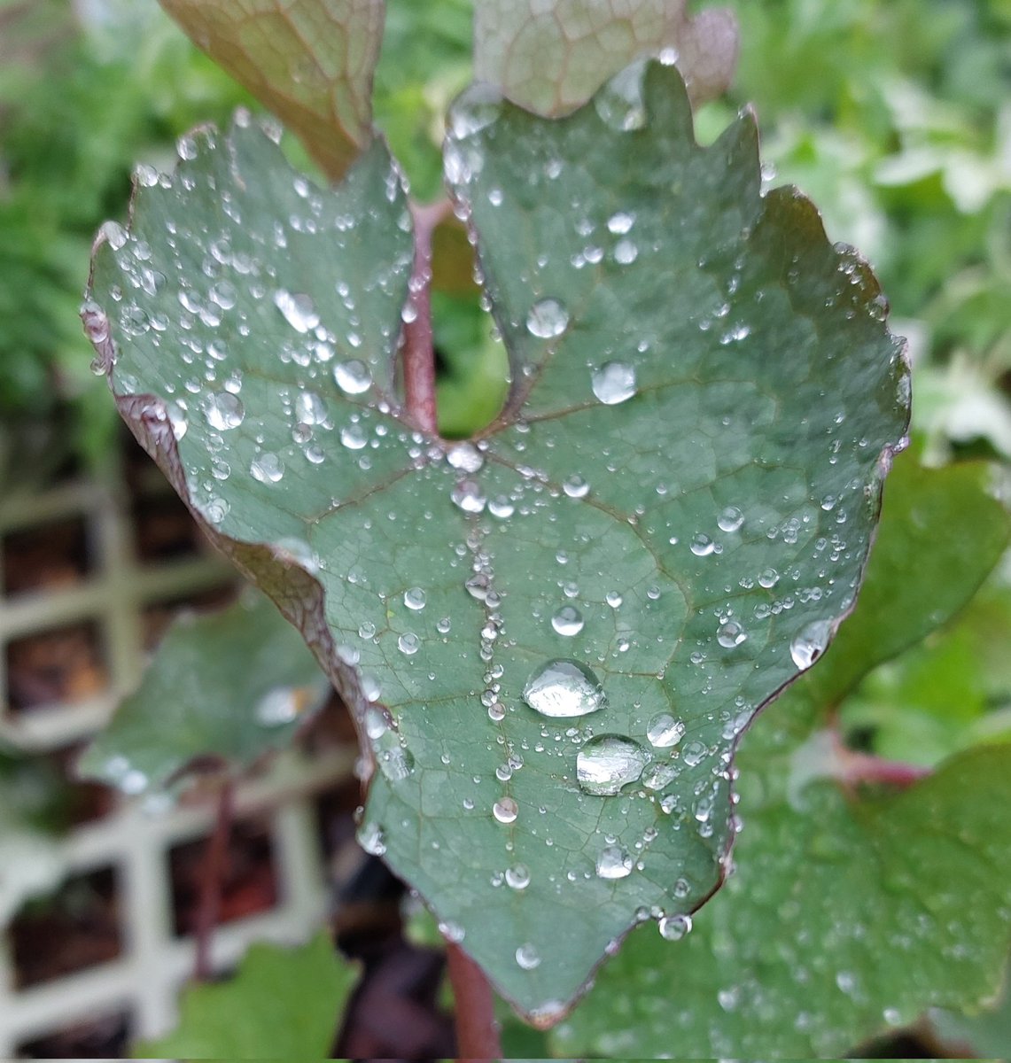 Eomecon chionantha looking good in the drizzle.... #eomecon #eomeconchionantha #woodlandgarden #shadeplants #plantsforshade #peatfree #mailorderplants #plantsforsale