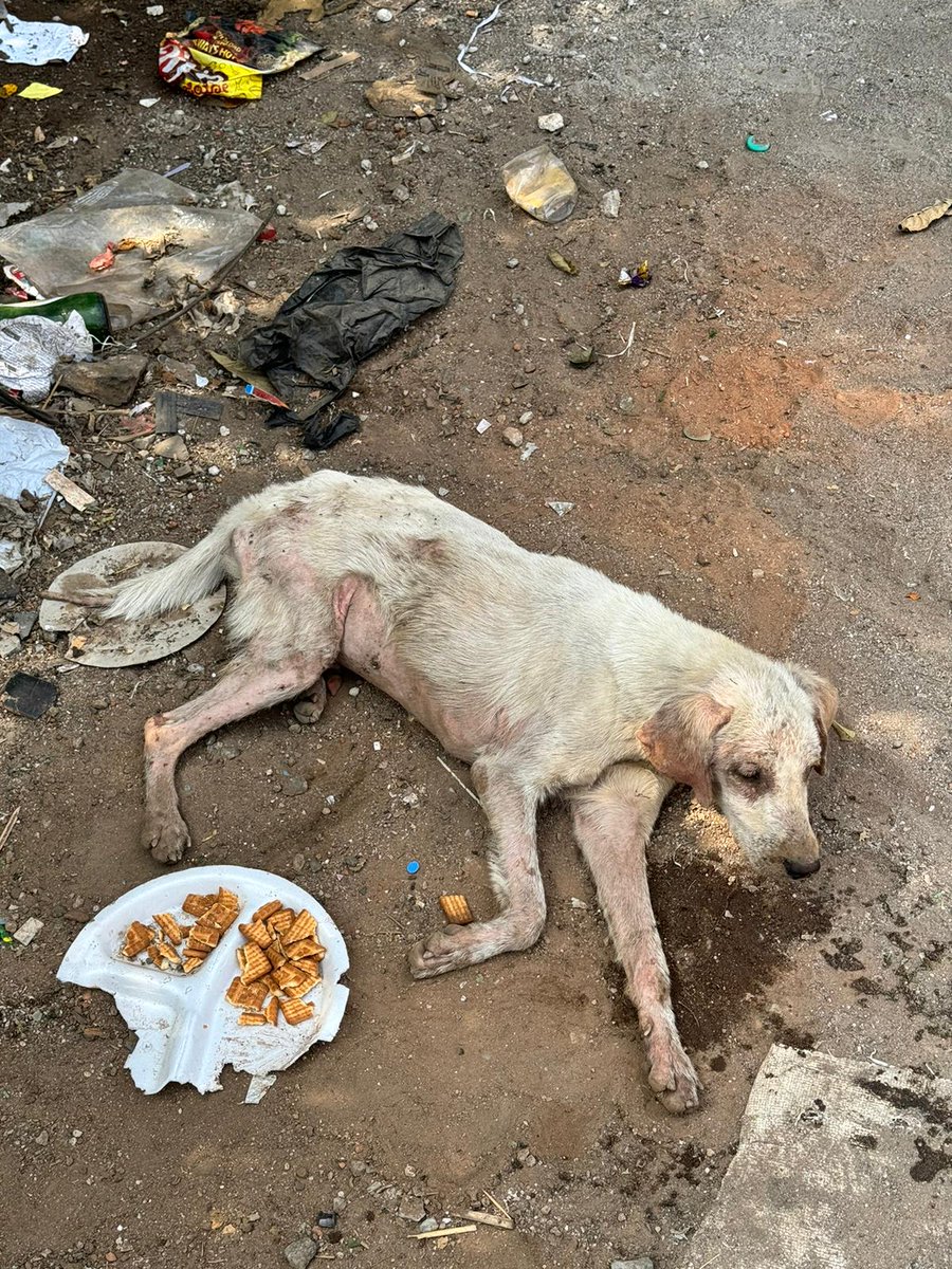 On January 6th, a friend texted me. He'd found an injured dog by a garbage dump in Bangalore. It couldn't walk, it couldn't even stand. Most of its fur was gone, it was covered in sores. He didn't have the time to help it but sent me this picture. 🧵👇🏿