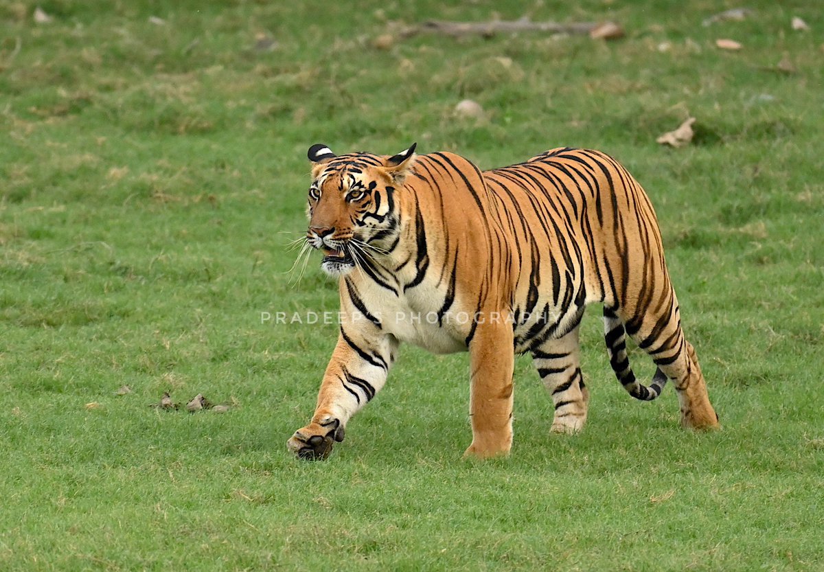 The cat walk of the queen of the jungles of Satpura #tigerpradeepsingh #pradeepswildlifeexpeditions #tigerprasangsingh #tigersafariwithpradeepsingh #netgeotravel #netgeowild #nationalgeographic #bbcearth #bbctravel #sanctuaryasia #natureinfocus #animalphotography #wildnature