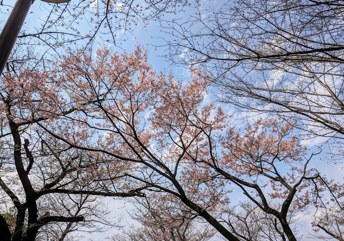 お花見行ってきた〜🌸心配してた天気はずっと晴れだったし沢山おしゃべりしてめちゃ楽しかった!ただ桜咲いてる木が1本しかなくて幹事さんが場所取り頑張ってくれたのが本当にありがたかった…帰りはちいかわランド見るのにちょっと寄り道。残高不足ハチワレ好きすぎる… 