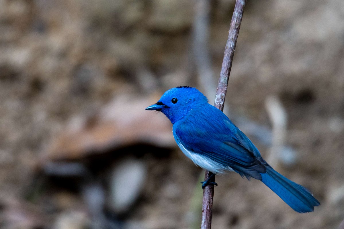 Meet this vibrant and agile flycatcher, the black-naped monarch! Captured by Iqbal Hossain at the Shummshernugger Tea Estate, #DuncanBrothersBangladesh. 🍃 #NaturePhotography #WildlifeWednesday #BiodiversityWatch #Birds #teagarden