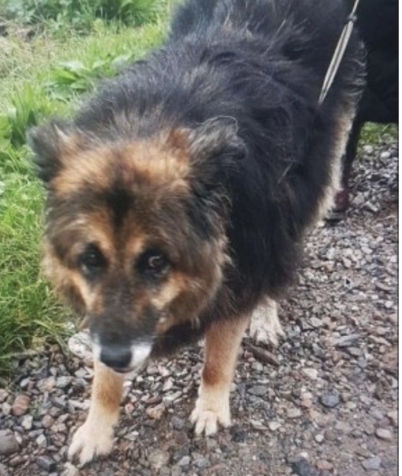 GEM LOST #DARTMOUTH TOWN CENTRE, #TQ6 31.03.24 doglost.co.uk/dog-blog.php?d… Female/older adult #RESCUE #GSD Tri-Colour /Chipped ❌DO NOT CHASE, CALL OR ATTEMPT TO GRAB❌ @DartmouthNews @DartmouthFTBL @DartmouthLib @Dartmouthgolf @JacquiSaid @thedogfinder @juliagarland73 @ruthwill64