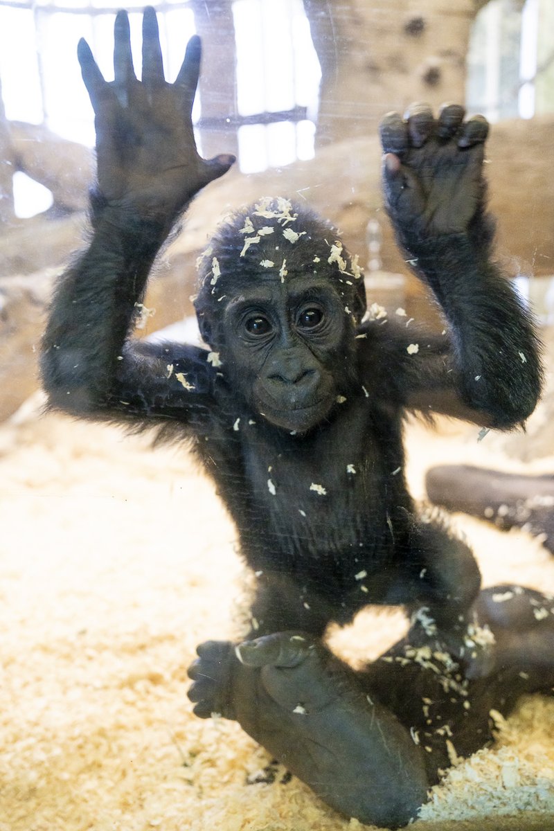 Starting today, April 1, the Columbus Zoo and Aquarium will be open daily from 9 a.m. - 5 p.m. Plan your upcoming visit online at columbuszoo.org/spring. 📸: Gorilla (Kwame)