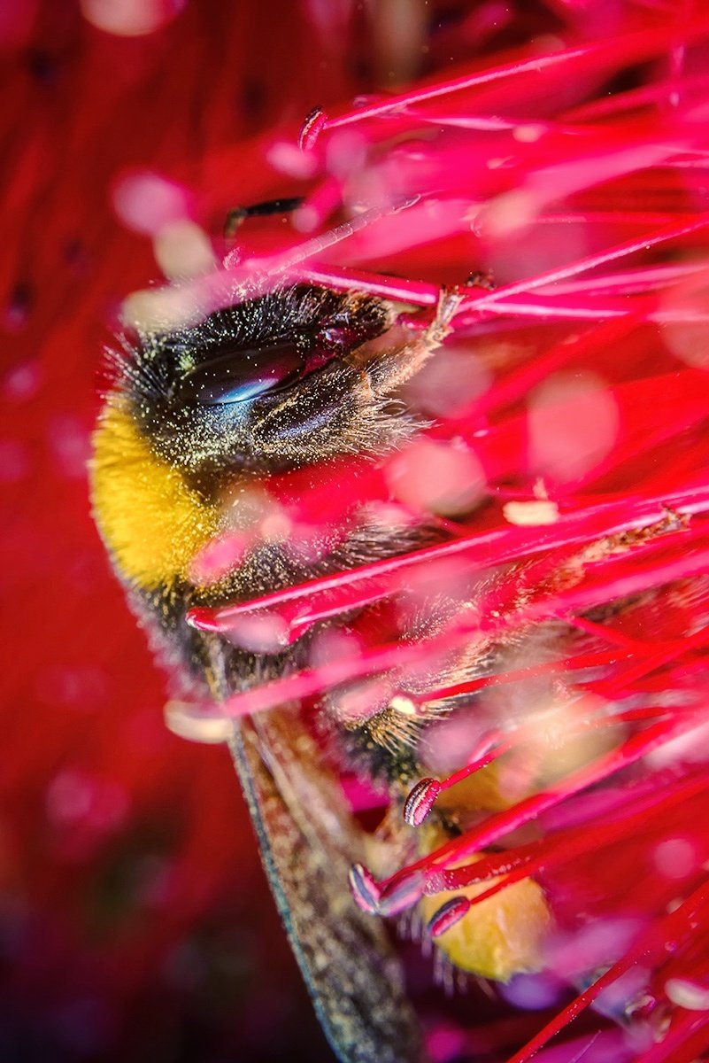 🐝 Help them out a bit and put the right plants for them in your garden, they'll thank you for it 🤗🐝📸 #nikon #nikoncreators #Zcreators #art #photography #bee #bees #GardenersWorld #twitter #beethechange #saveourbees #Flowers @NikonEurope @BumblebeeTrust #NaturePhotography