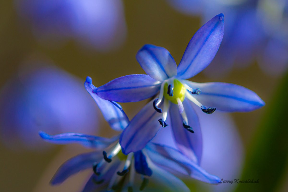 Beauties of Early Spring. Another early bloomer when the snow disappears and the sun starts to warm the ground, it is called Siberian Squill #flowers #springflowers #Macro #flowerphotography #NatureLover #NaturePhotography #ThamesCentrePhotographer #OntarioCanada