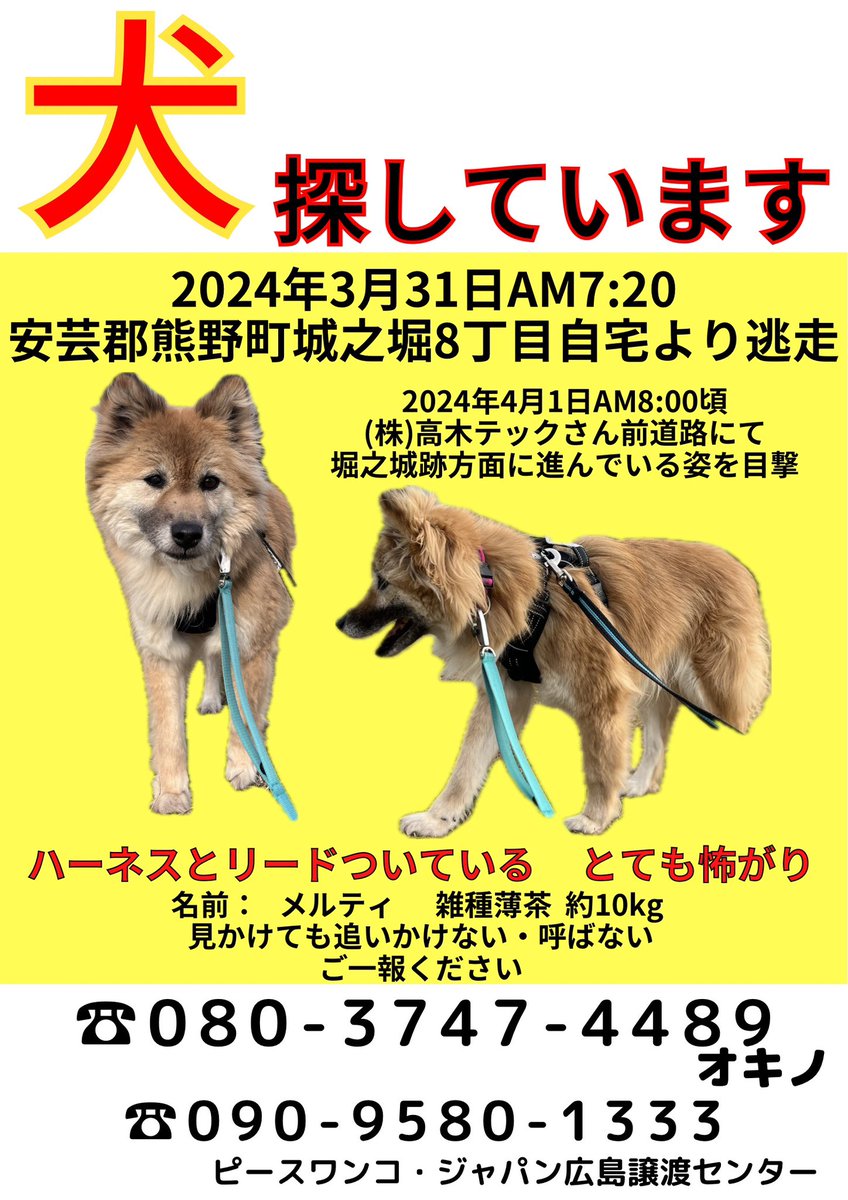 pwj_hiroshima's tweet photo. 🔴情報提供のお願い🔴

【見かけても呼ばない・捕まえようとしない】

チラシポスティング、掲示もすすめていますが目撃情報1件もありません。

山に入り捜索もしていますがまだ見つけられていません。

#迷子犬 #迷い犬 #犬探してます #保護犬 #野犬 #脱走 #逸走 #熊野町 #城之堀 #筆の里工房 https://t.co/7DCrvlNfAO