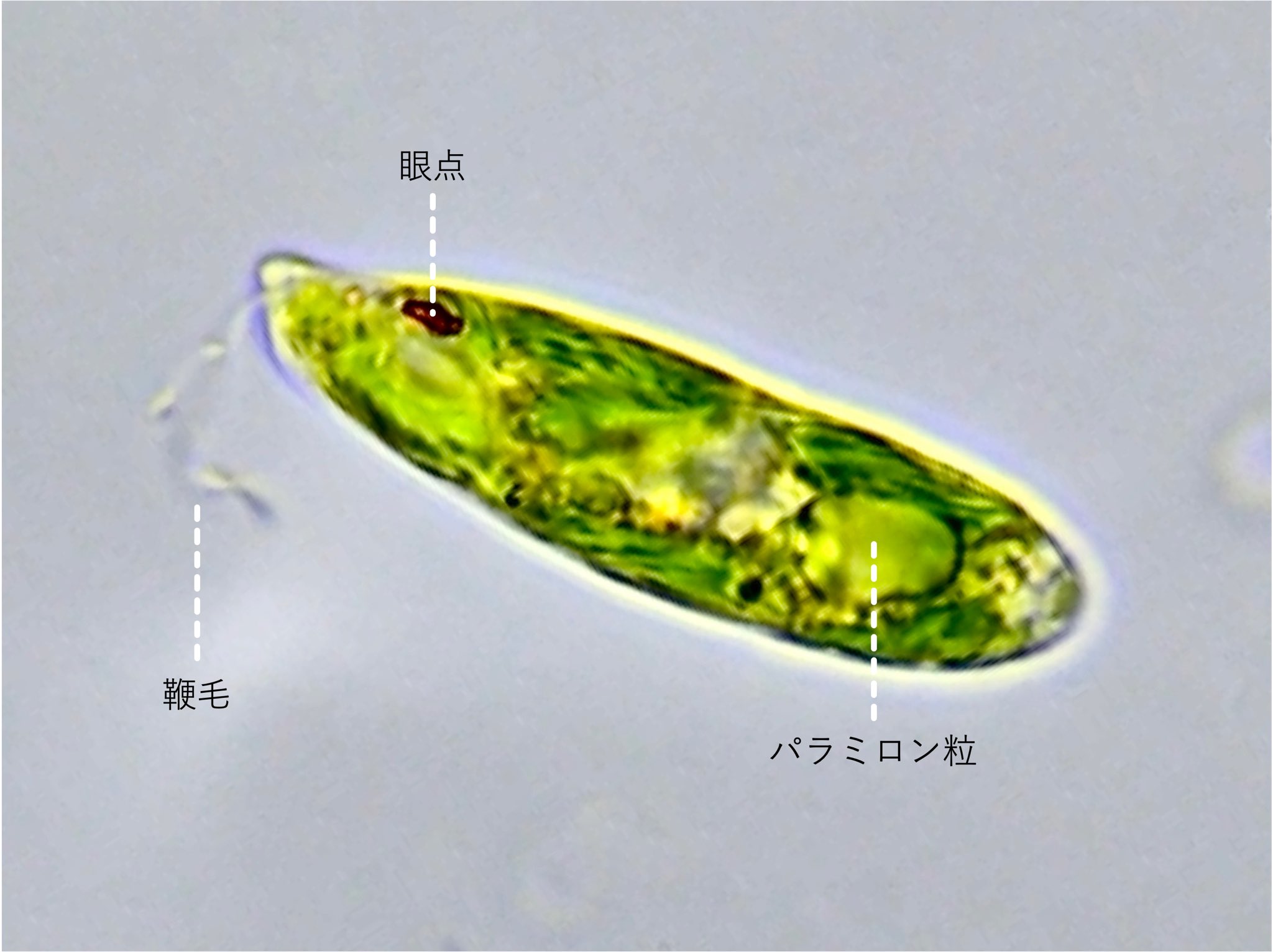 ミドリムシページ yta007995s_b2.jpg
