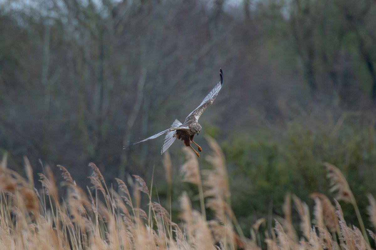 Marsh harrier at @RSPB_OldMoor ✨ I've really enjoyed watching them displaying and collecting nesting materials recently. Hope to see some juveniles again this year. The reedbed paths are now closed to minimise disturbance but they can still be seen from surrounding hides 🌿✨