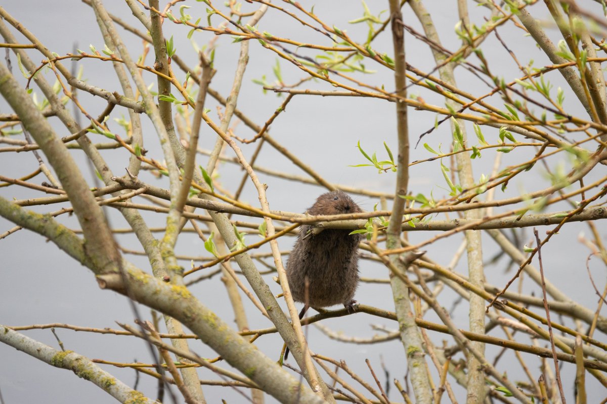 No, this isn't an April Fools! One of our wonderful visitors got this snap at the Tern hide of an adventurous Water Vole doing it's best impression of a bird. 📸 Tim Bees