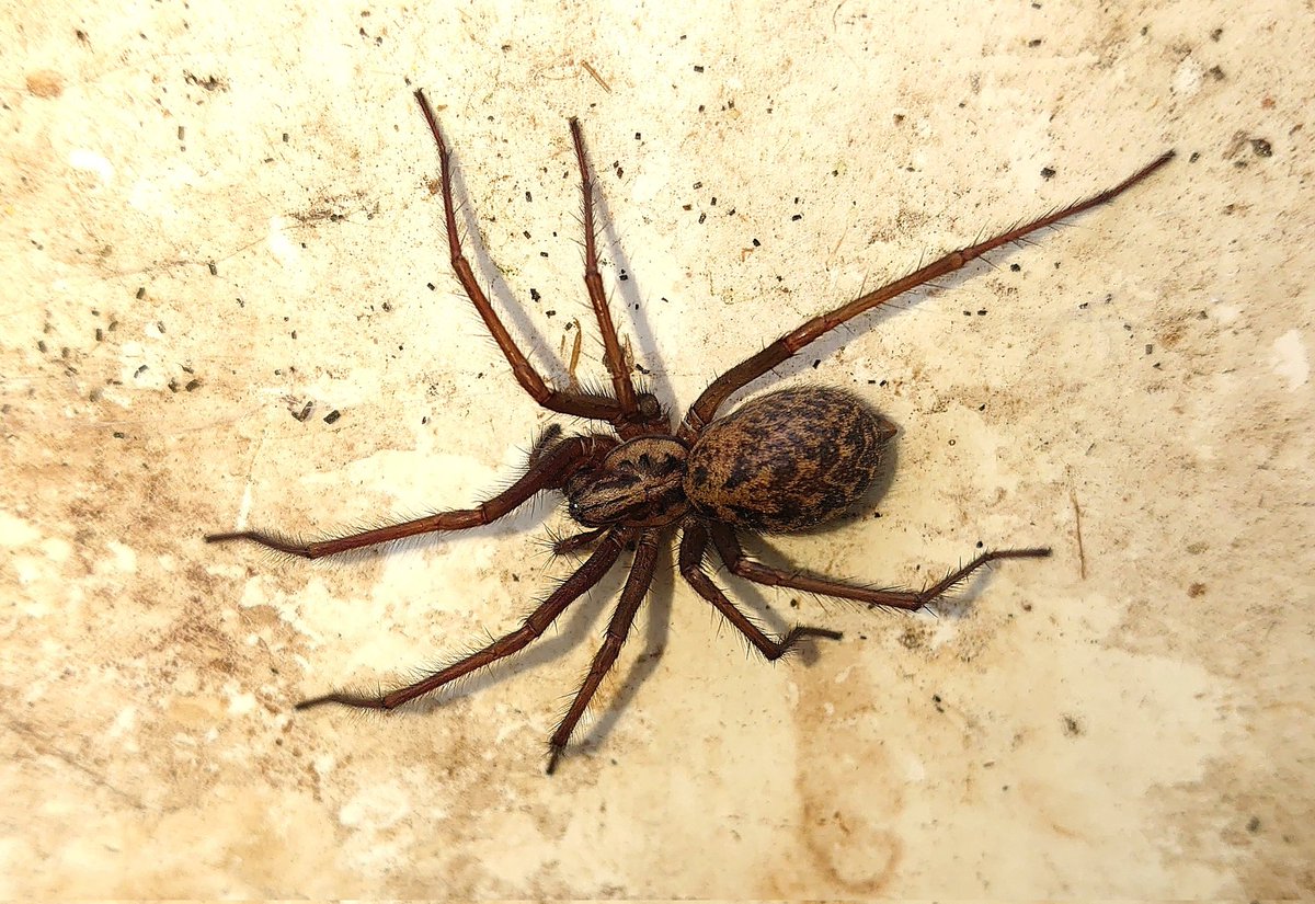 Just been out to read my gas meter and found this on the inside of the door. For a UK spider she is huge, body must be a good 20mm long and 65mm across on the legs....