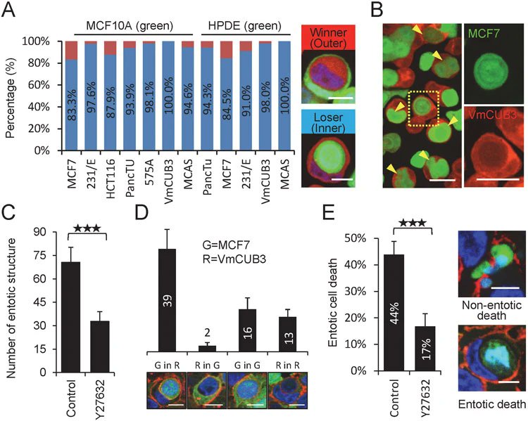 Sun, Q., Luo, T., Ren, Y., Florey, O., Shirasawa, S., Sasazuki, T., Robinson, D. N., & Overholtzer, M. (2014). Competition between human cells by entosis. Cell Research, 24(11), 1299–1310. #EpithelialMechanics
nature.com/articles/cr201…