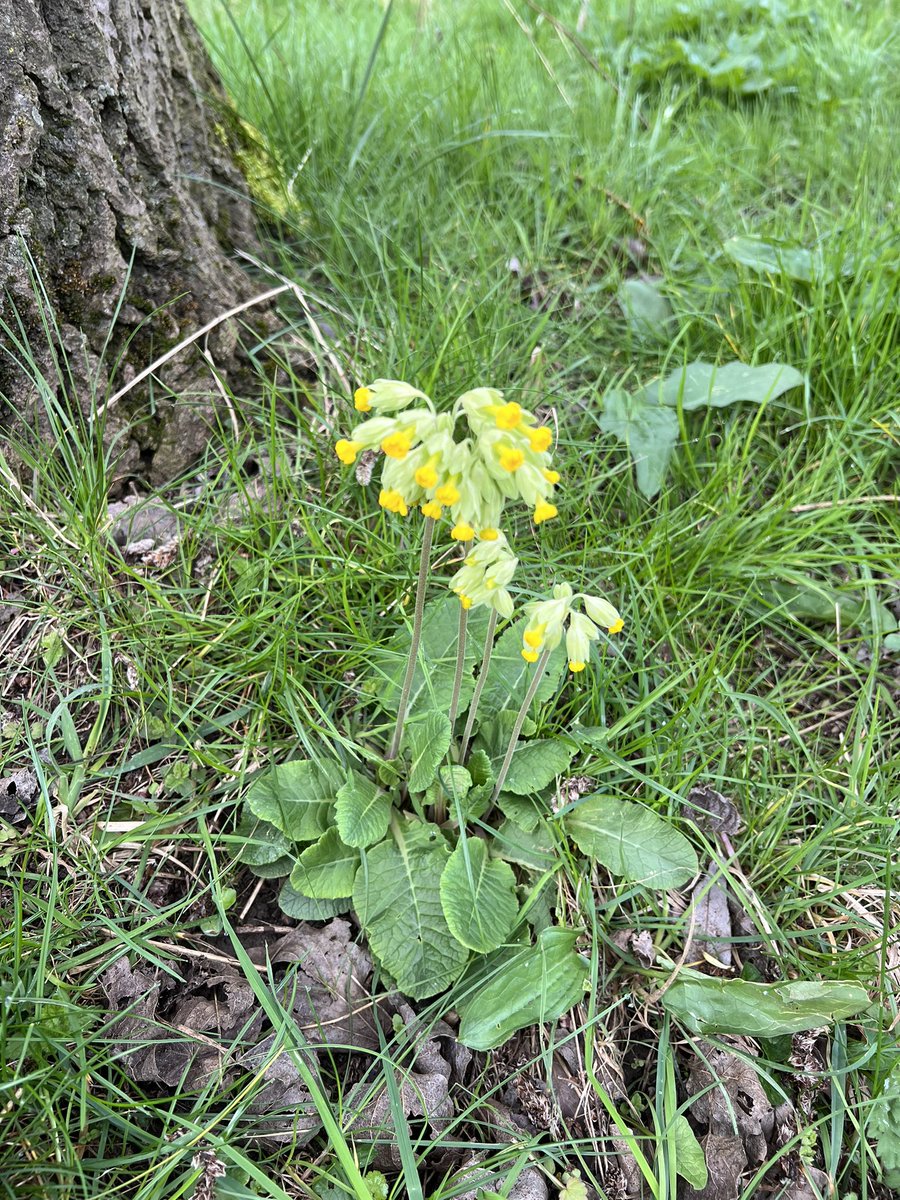 Good to see Cowslips now in flower in the local nature reserve