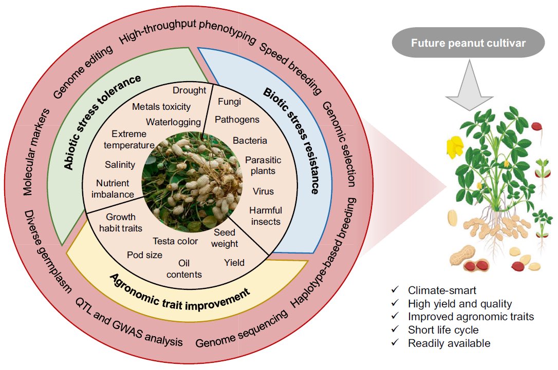 Check out our 🆕 #review about “𝘿𝙚𝙨𝙞𝙜𝙣𝙞𝙣𝙜 𝙛𝙪𝙩𝙪𝙧𝙚 𝙥𝙚𝙖𝙣𝙪𝙩 𝙬𝙞𝙩𝙝 𝙜𝙚𝙣𝙤𝙢𝙞𝙘𝙨-𝙖𝙨𝙨𝙞𝙨𝙩𝙚𝙙 𝙗𝙧𝙚𝙚𝙙𝙞𝙣𝙜” in @TheorApplGenet🤩🥜 🔗link.springer.com/article/10.100… @rajvarshney @Manishpandey99 @ICRISAT @GenebankICRISAT @springer1842 #GAB #genomics