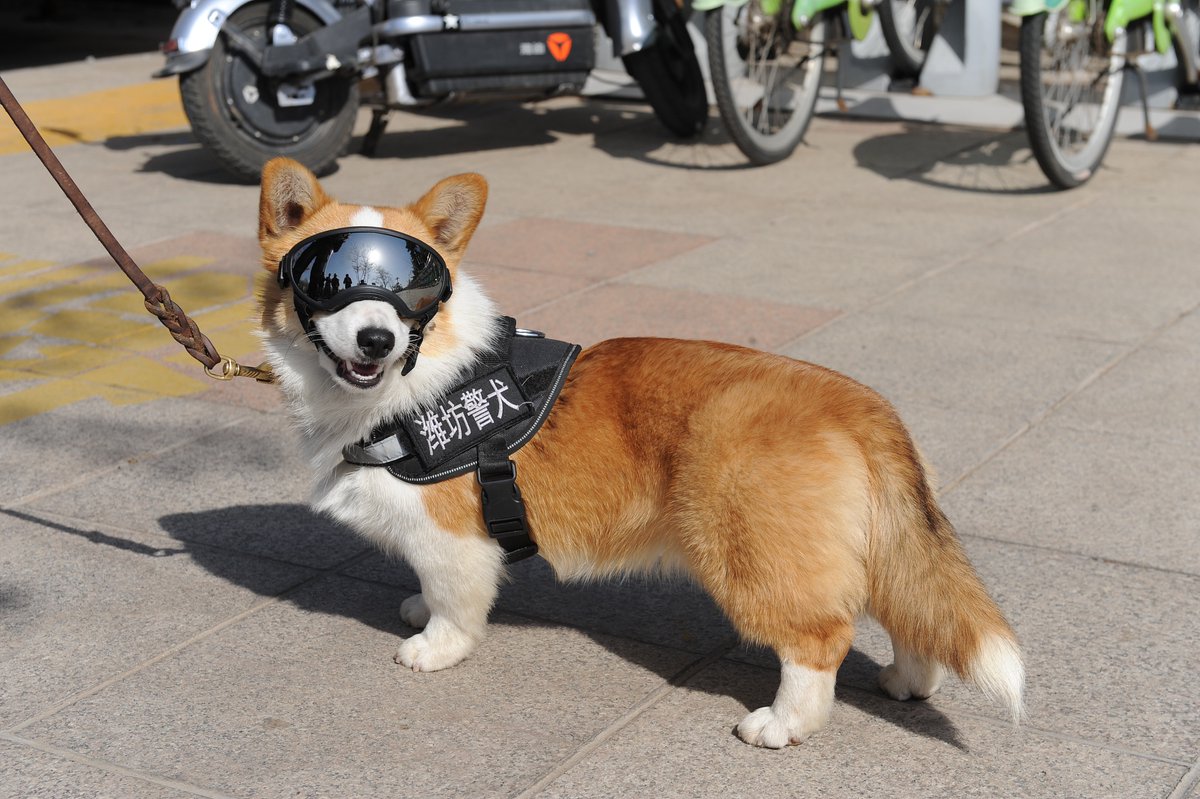 Corgi-Corgi 軍帽 Our World on X: