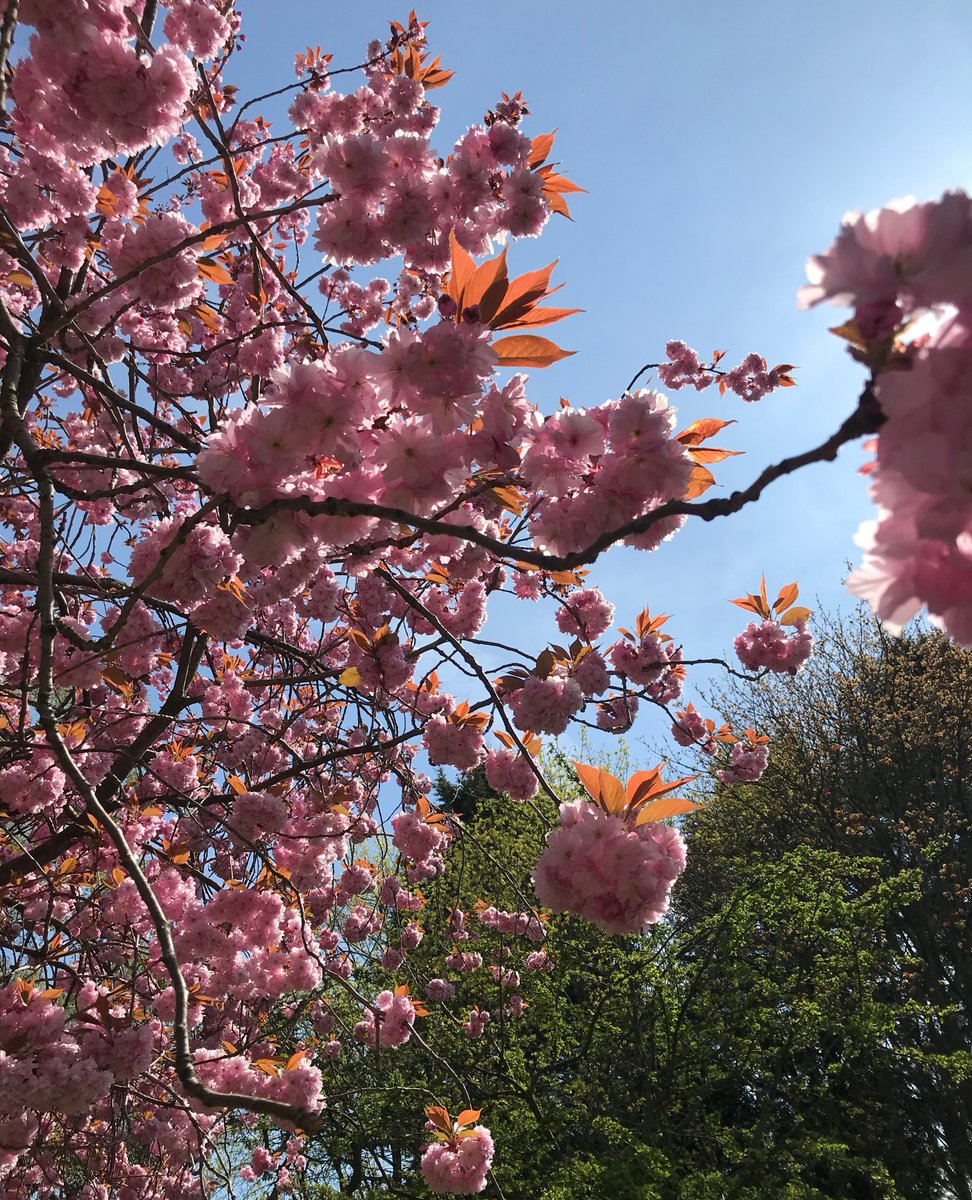 42ndStreetmcr's tweet image. Does anyone enjoy seeing the blossoms return this time of year?⁠
⁠
If you're a fan of blossom spotting too explore Bloomtown's blossom tour with @ntcastlefieldviaduct here:⁠
nationaltrust.org.uk/visit/cheshire…⁠
⁠
#NatureRest #CreativeRest #Creativity #NatureConnection