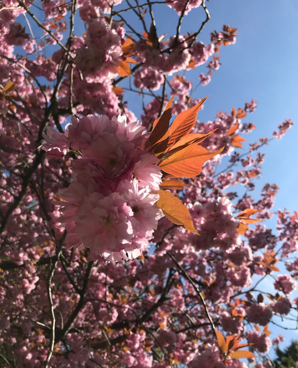 42ndStreetmcr's tweet image. Does anyone enjoy seeing the blossoms return this time of year?⁠
⁠
If you're a fan of blossom spotting too explore Bloomtown's blossom tour with @ntcastlefieldviaduct here:⁠
nationaltrust.org.uk/visit/cheshire…⁠
⁠
#NatureRest #CreativeRest #Creativity #NatureConnection