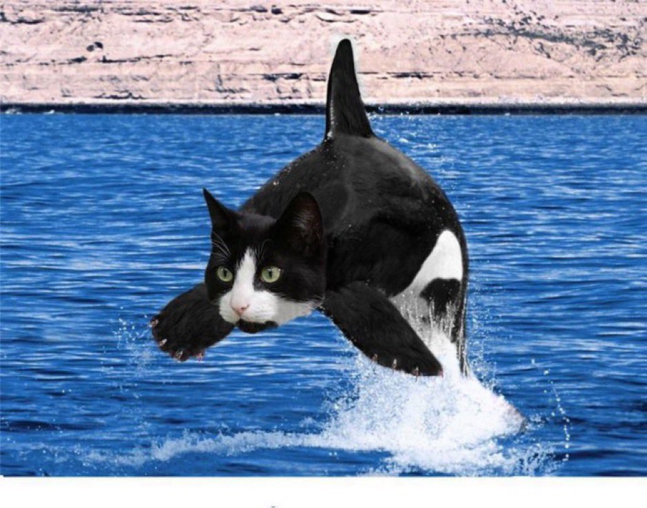 Guido™️ tweet media