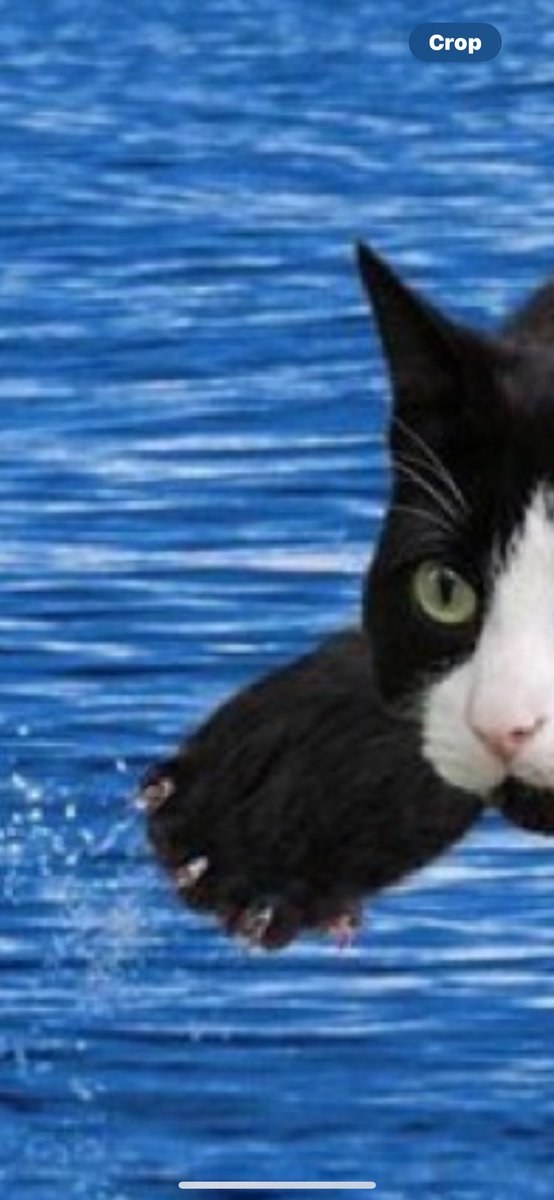 Observation that is adding to the lore of $ORCAT is that there is no central point of reference. There are multiple twitter and TG accounts popping up with everyone claiming they are official. Meanwhile; the beloved $ORCAT continues her journey with claws into memeception. Could