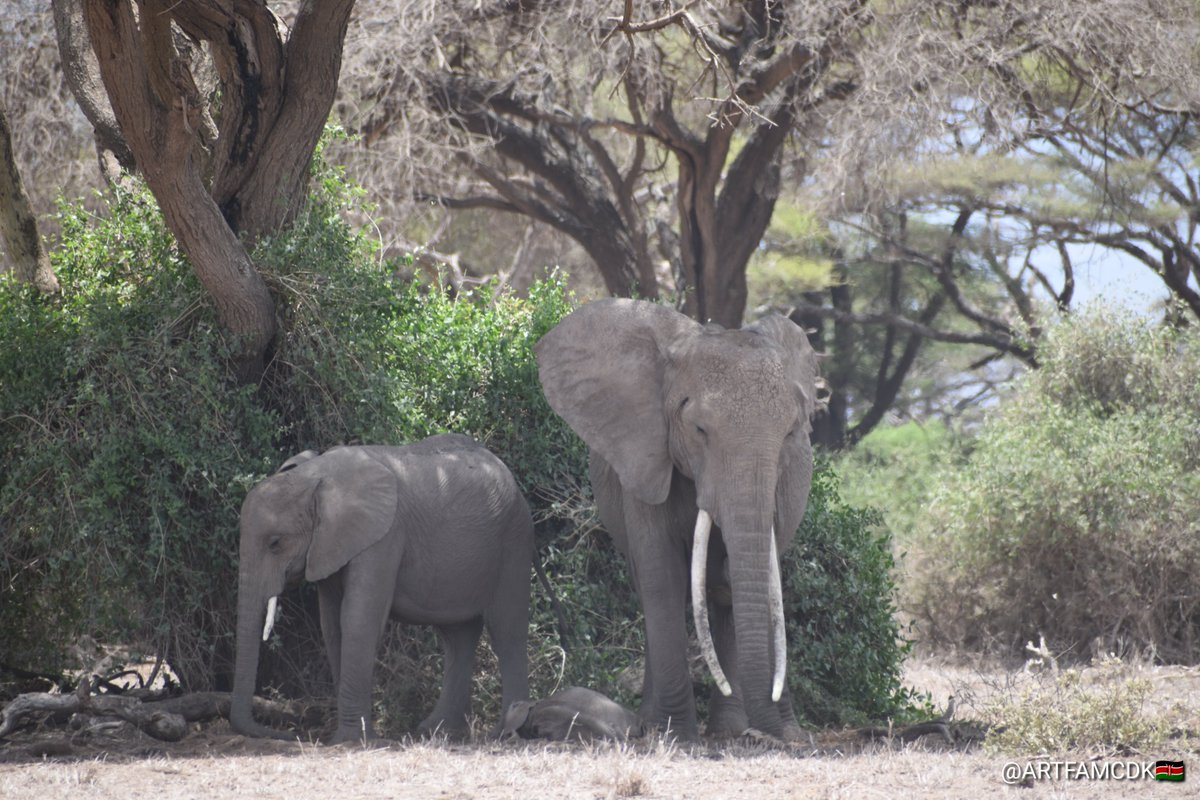 Amboseli National Park is part of a larger network of protected areas and conservation initiatives aimed at safeguarding biodiversity on a global scale.
#amboselielephants #bantrophyhunting