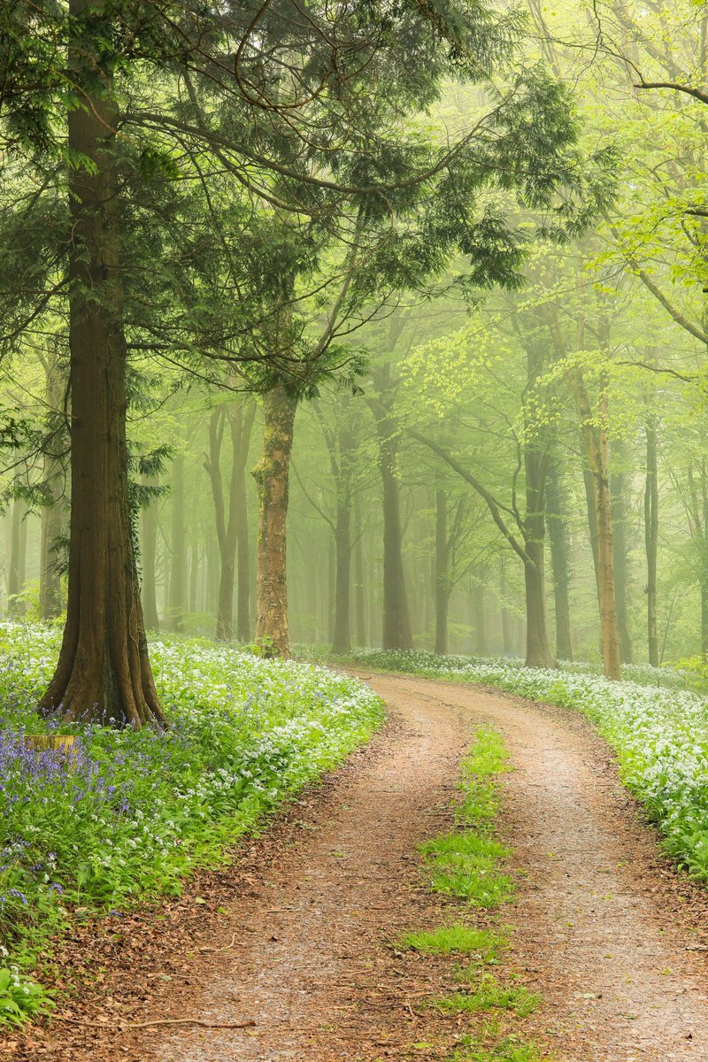 cebich's tweet photo. Good Afternoon 💞 🥀 ✨
What one is your favourite? 

Wild garlic ? Or bluebells ? https://t.co/sVFtTwfwwG