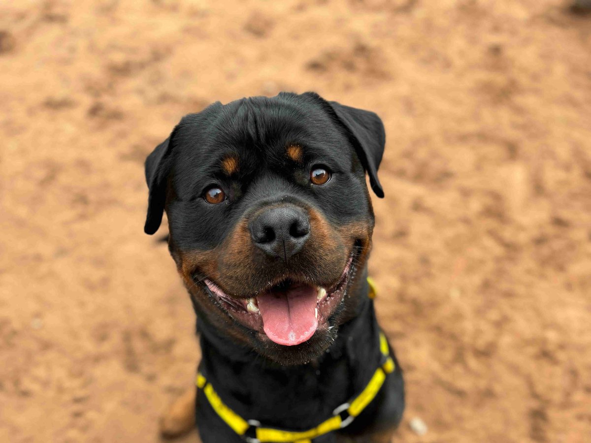 Thomas would like to say HELLO 👋 You can find out more about him here : dogstrust.org.uk/rehoming/dogs/… #DogsTrust #DogsTrustLoughborough #AdoptDontShop #ADogIsForLife #Rottweiler