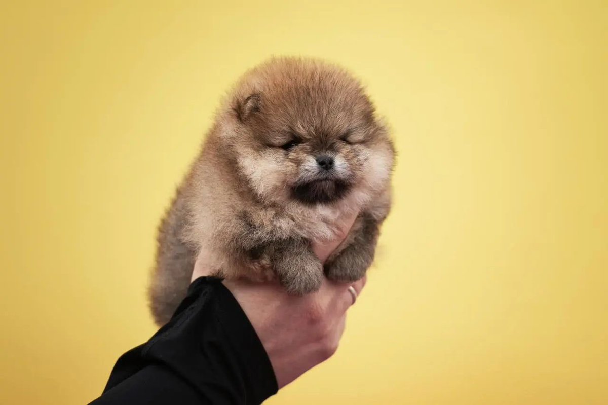 pomqueens's tweet photo. 🔵Dit is Mikki. Een vrolijk, sociaal en aanhankelijk mannetje.
-
-
#pomeranian #pomeriaan #pom #puppy #beertje #teddy #pup #puppylove #cutedogs #puppyoftheday #pic #walk #fun #pomqueens #fyp #sunday #photoshoot #love #puppy #puppies #pomeranians #pomeranianpuppy #pomeranianworld https://t.co/imYCMD4lce