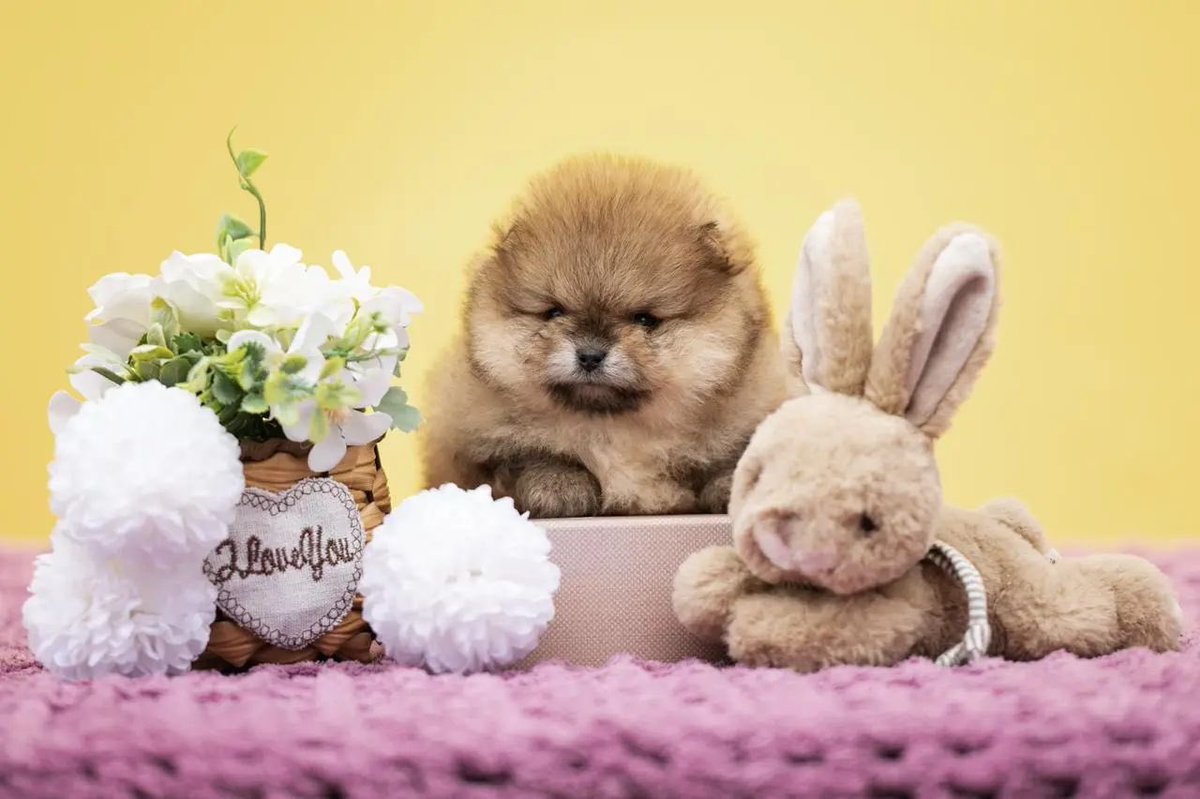pomqueens's tweet photo. 🔵Dit is Mikki. Een vrolijk, sociaal en aanhankelijk mannetje.
-
-
#pomeranian #pomeriaan #pom #puppy #beertje #teddy #pup #puppylove #cutedogs #puppyoftheday #pic #walk #fun #pomqueens #fyp #sunday #photoshoot #love #puppy #puppies #pomeranians #pomeranianpuppy #pomeranianworld https://t.co/imYCMD4lce