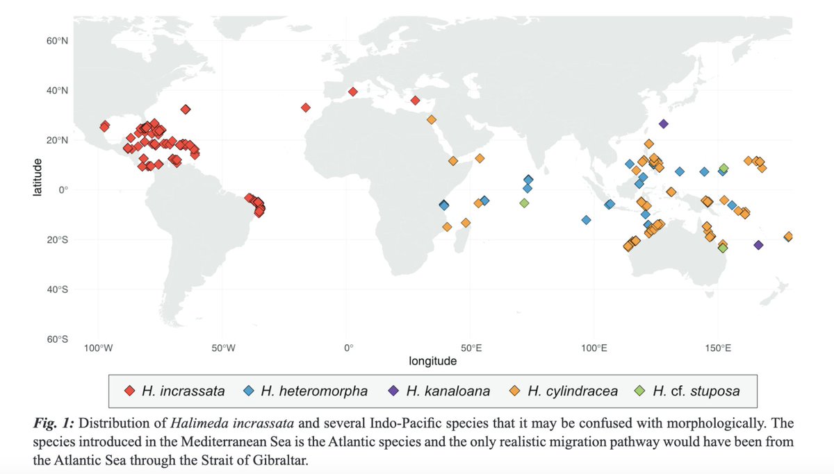 VERBRUGGEN, H., & BALLESTEROS, E. (2024). An Atlantic origin for the introduced species Halimeda incrassata (Bryopsidales, Chlorophyta). Mediterranean Marine Science, 25(1), 55–57. doi.org/10.12681/mms.3… #Halimedaincrassata @VGerovasileiou