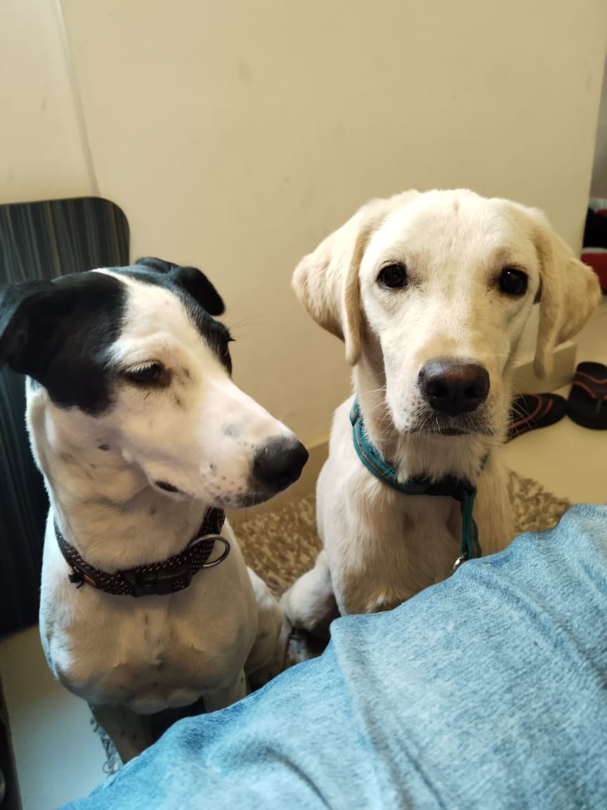 Eelam Musk tweet media