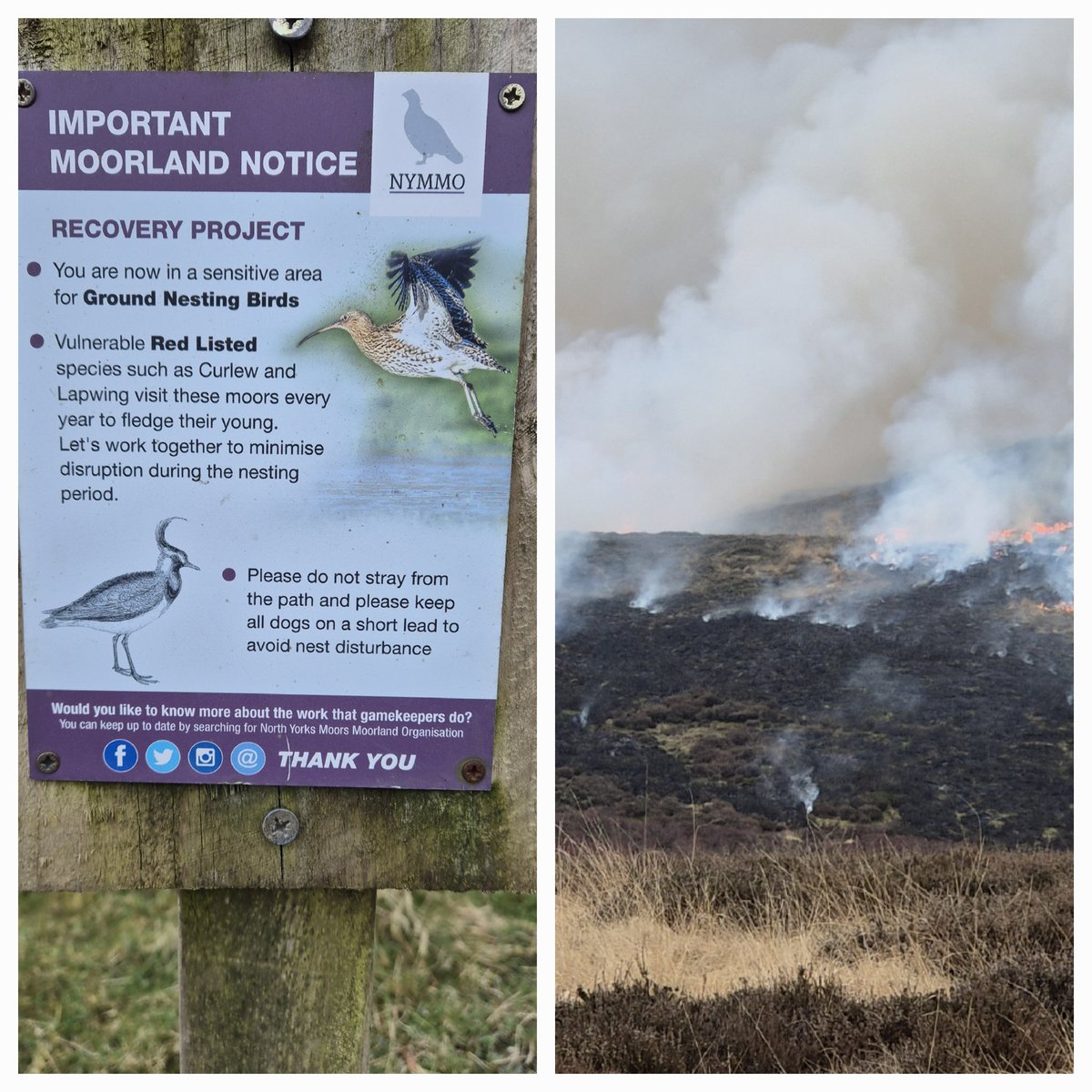 The uk's grouse moors would like you to believe one thing , in reality they do the complete opposite. Stripping vast acres of biodiversity through burning, trapping and poisoning.