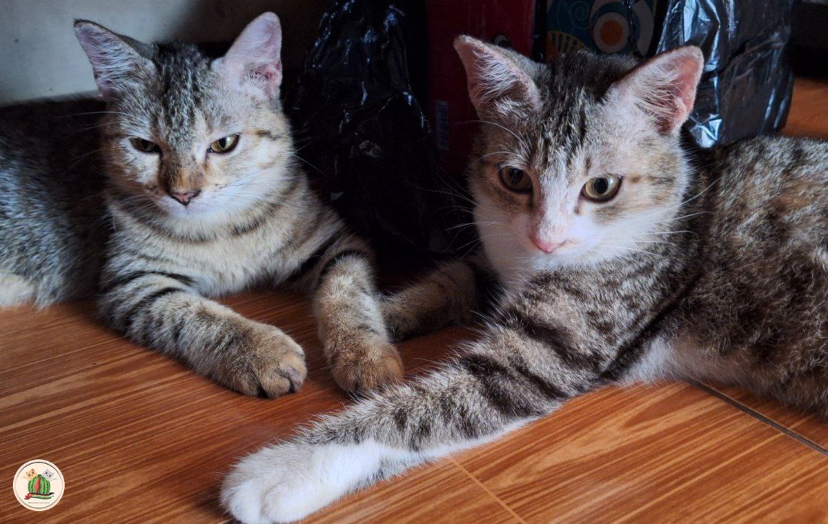 KochengFess v2 tweet media