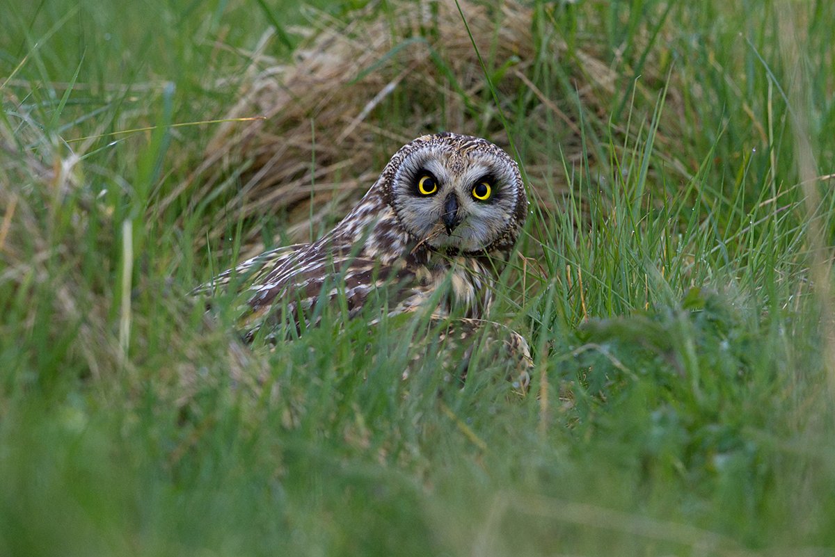 #GlosBirds