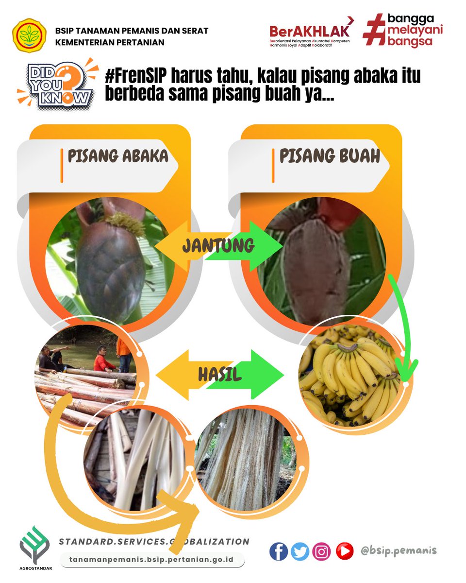 BRMPPemanis's tweet photo. #FrenSIP, tahu ndak sih serat abaka bisa dimanfaatkan untuk apa saja...? Yuk, simak informasinya berikut ini...!

#bsip
#bsipkementan
#bsippemanis
#bsipperkebunan
#kementerianpertanian
#serat
#pisang
#abaka https://t.co/K9xVEkHQxT