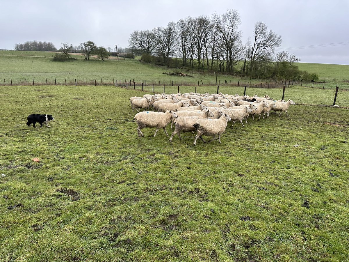 Guess what, it’s wet again 🐏🐏🥱 #happyfarming on @LincsWoldsNL