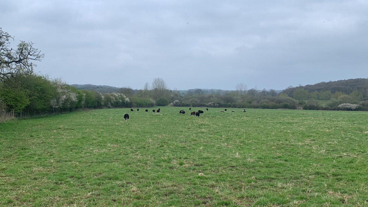 Phepson Angus tweet media