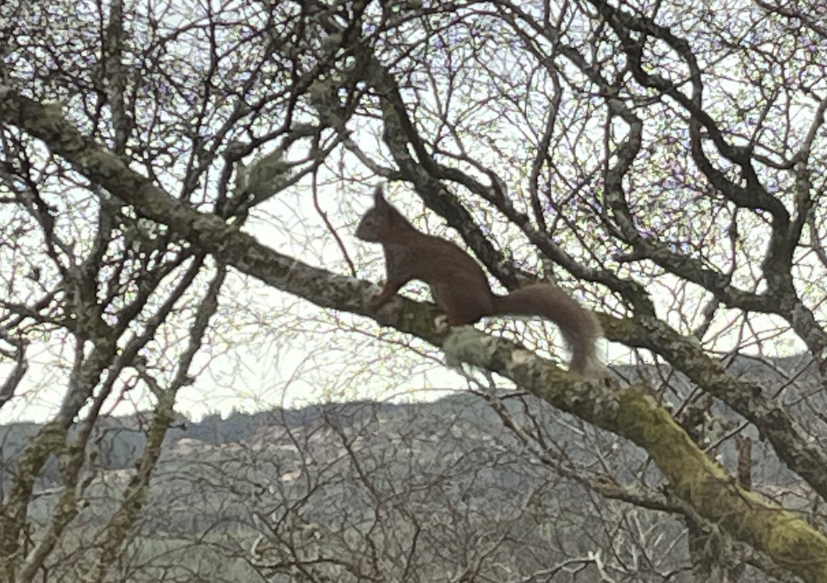 Red Squirrel…Red Squirrel. 🐿️ only my second time ever seeing one. First time was a gang having a fight on Arran. This one just posed for photos.
