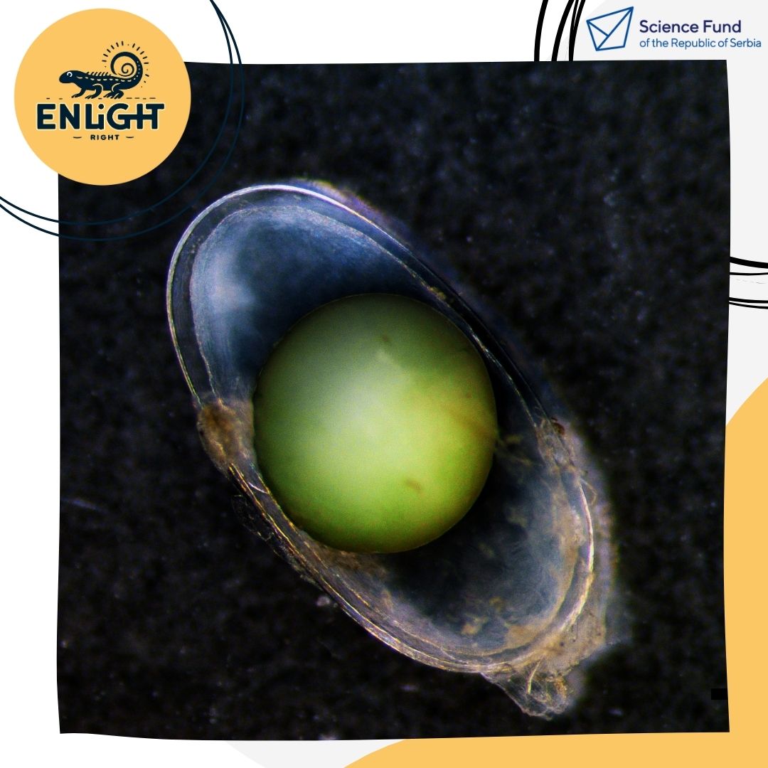 We got first eggs🥚We collect eggs daily and transfer them to the laboratory where they continue to develop under controlled conditions, to prevent the influence of various external factors, primarily temperature, on the rate of development.
#fondzanauku #enlight  #promis2023