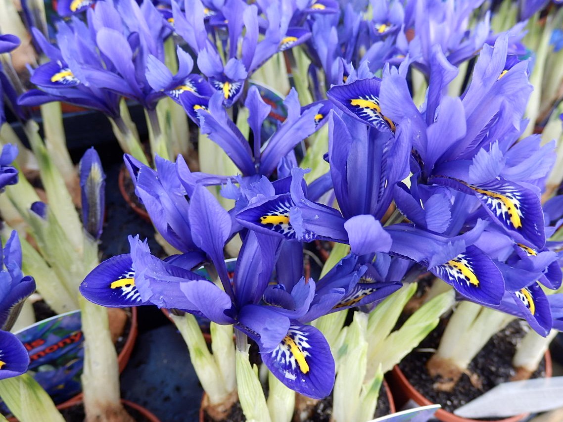 Some colour from Cornwall's Eden Project. Careful as you go ...