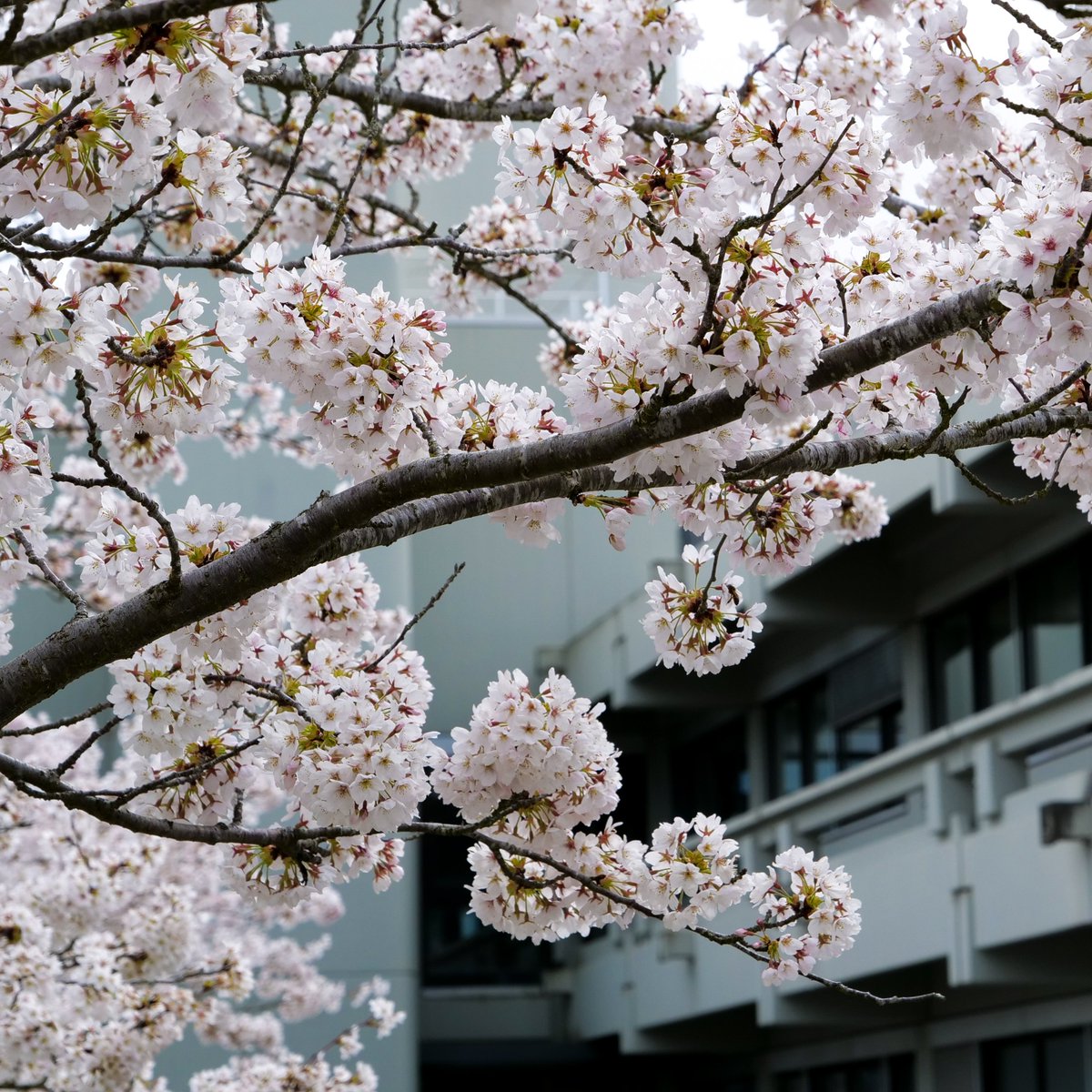 Spring is here! The cherry blossoms at our Martinsried location are in full bloom 🌸😍📸