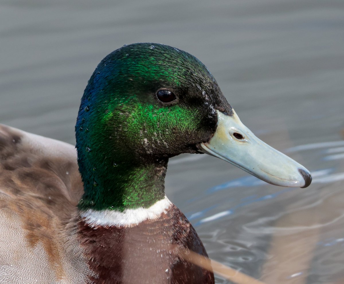Good morning! 👋 Welcome to the very first #MallardMonday free-for-all! 🦆 We're all in it together today! 💪 Post your favourite ducks with the #, interact and have fun!! 🥳 Let's see how many mini #MallardMonday threads we can get going! 🦆❤️