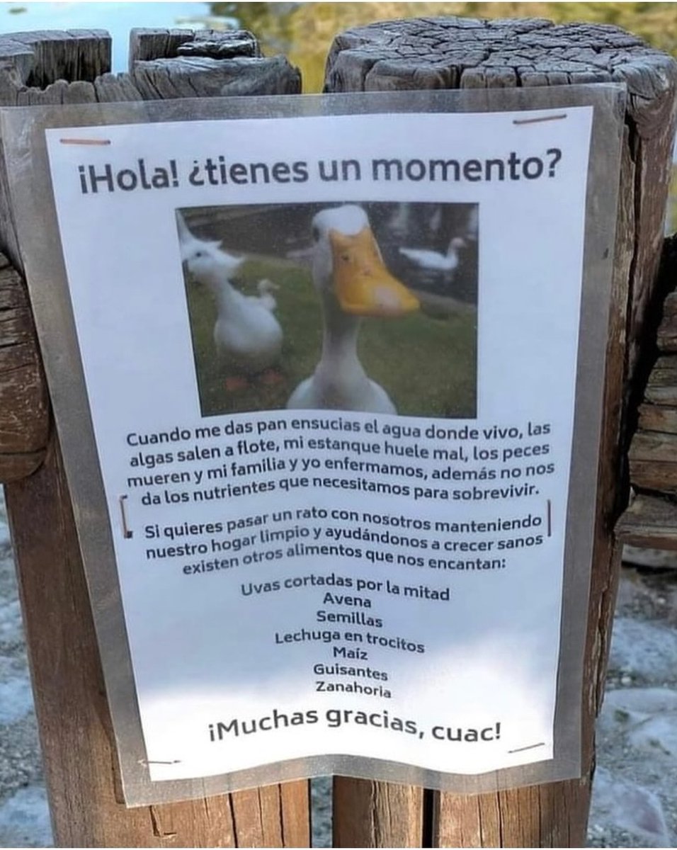 No tiréis pan a los patos, hay más opciones que no son nocivas para el estanque 🩷