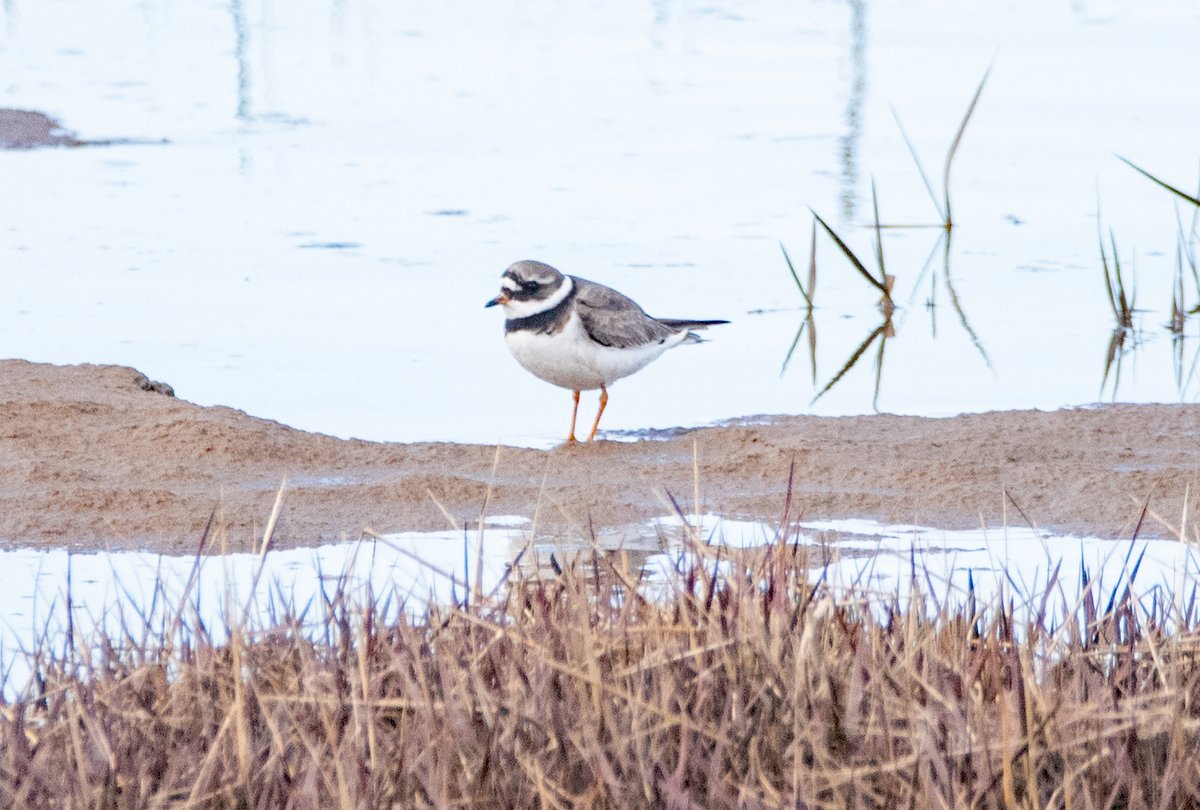 A Ringed plover at Hoylake on Saturday. #Wirral #Photography #Wildlife #Birds @CAWOSBirding @Natures_Voice