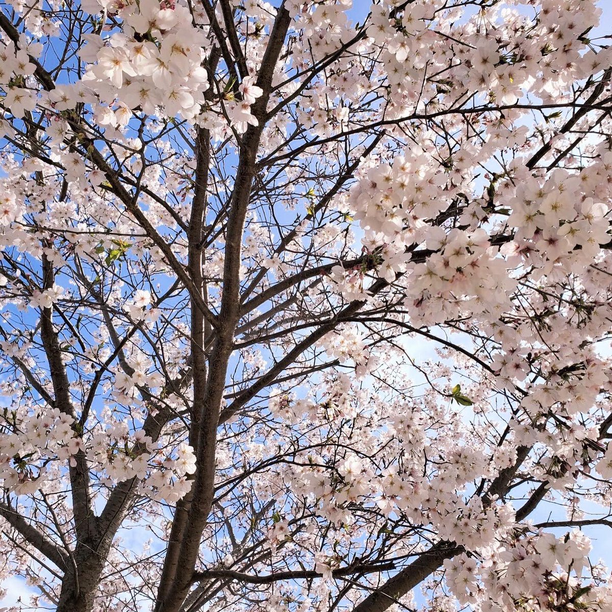 MelookT's tweet photo. 今日���ら4月🌸

#満開の桜  #新生活　

多良見店4月末までの限定企画！
インスタを見たYO！って多良見の画面を
見せてください

お持ちの眼鏡の鼻パットを無料で交換いたします
（※特殊パット除く）

メガネクリーニング、調整ももちろん無料
新しいメガネで、春☘️を気持ち良く過ごしましょう♪ https://t.co/tLPeecgpTU