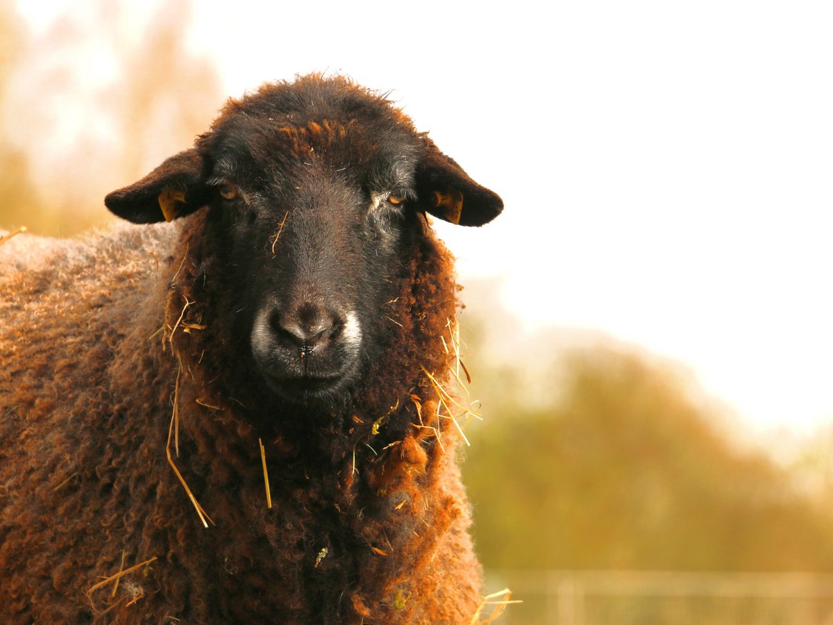 landdertiere's tweet photo. Geboren als "#Osterlamm". Seitdem sind 15 behütete Jahre vergangen. Happy #Birthday, Marie! ❤ Es gibt nicht viele Orte und Haltungen, wo als „#Nutztiere“ deklarierte Tiere einfach alt werden können. Marie lebt jetzt seit acht Jahren im #landdertiere. ➡️ https://t.co/MZnKAYzu2z https://t.co/iSPsbxCKuA