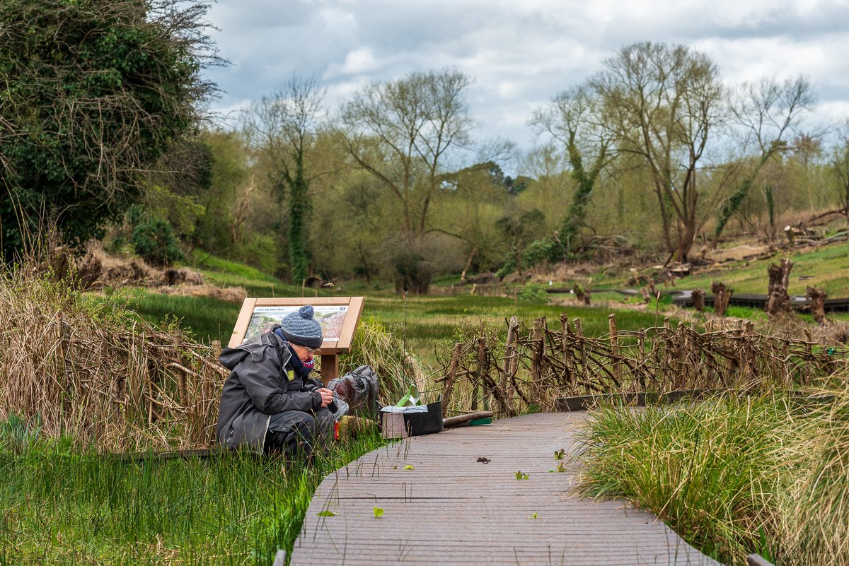 Our ecologist painstakingly sorting through pots of Dioecious Sedge (Carex dioica), dividing them into males and females, and removing grass. Rare in Oxon, the seedlings are been passed to volunteers to grow on until they're big enough to plant in the fen. #OxfordshireFens