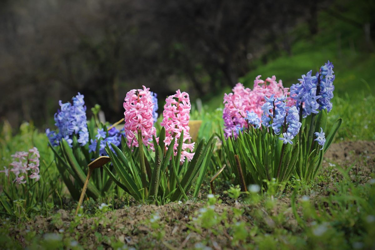 სუმბული - Hyacinthus L. 💗 #spring #botanical #garden #plant #Tbilisi