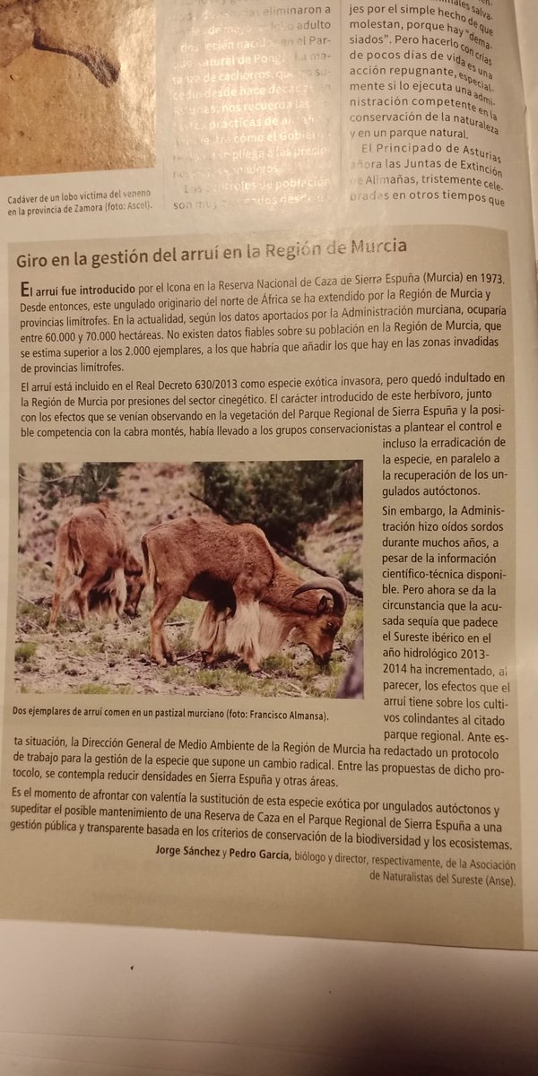 @AmbientalRM elaboró (2014) el protocolo del arruí reconocido en @RevistaQuercus. Ahora 10 años después, se pretende desmontar los avances y convertir @SierraEspunaPR en un coto de caza de @FedCazaRMurcia. #ArruiNadoEspuña #EspuñaLibreDeCaza murcianatural.carm.es/c/document_lib…
