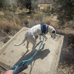 Photo by Team dog Nelson and Lucy #Removalshounds (@Europeanrel)