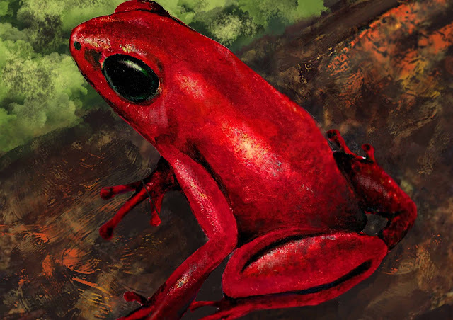 #ILLUSTRACIENCIA11  Mariana Claro Salas - Sapito rojo del yapacana ift.tt/Fz3W6Kl  #ILUSTRACIONCIENTIFICA